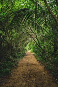 a dirt path in the middle of a forest