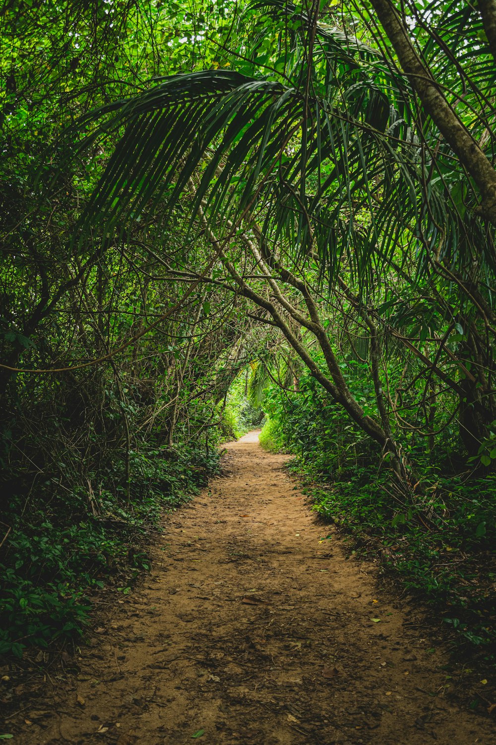 a dirt path in the middle of a forest