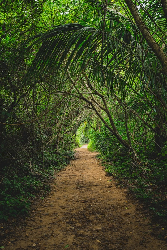 None in Parque nacional Cahuita Costa Rica