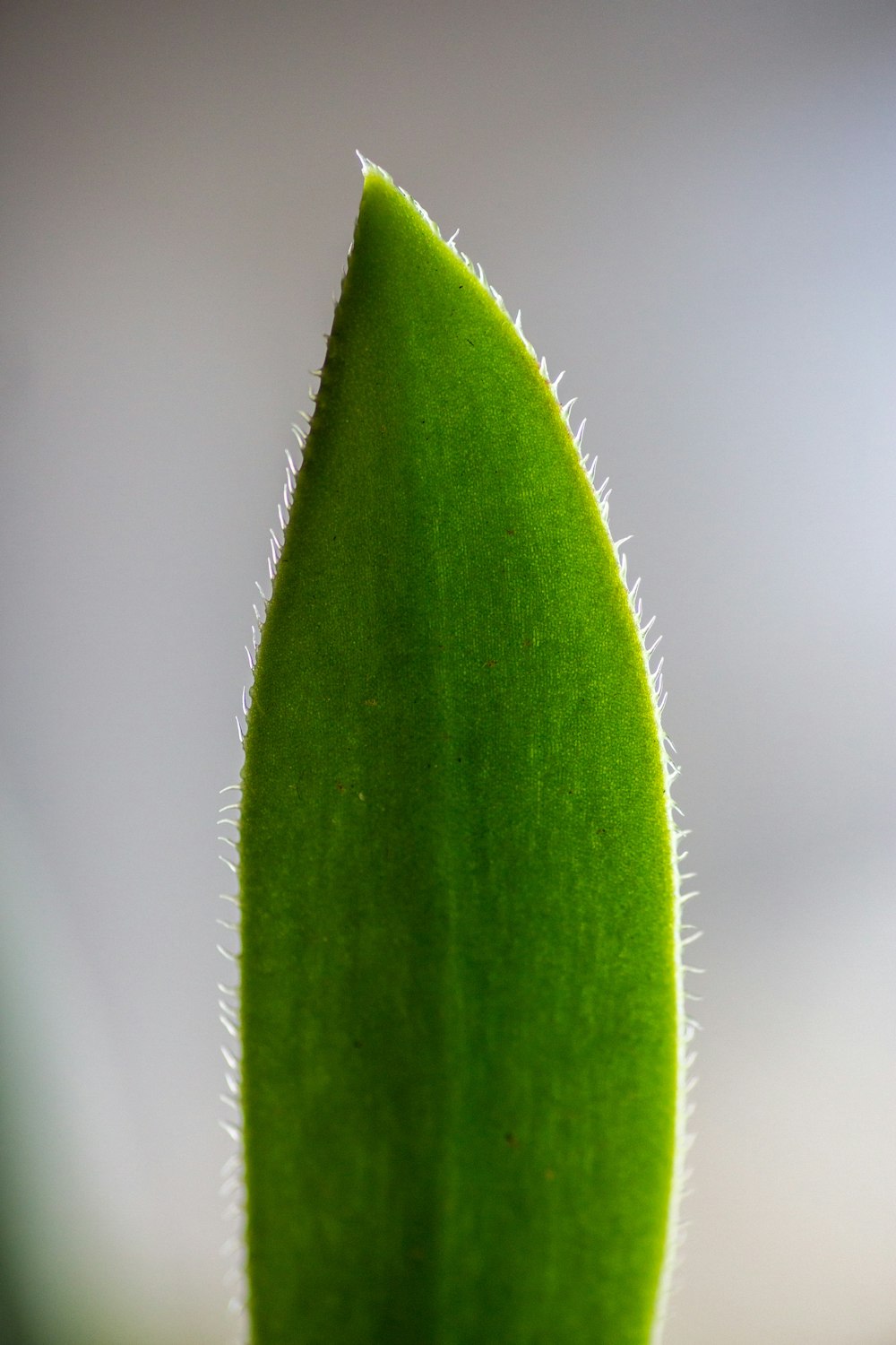 a close up of a green leaf with a blurry background