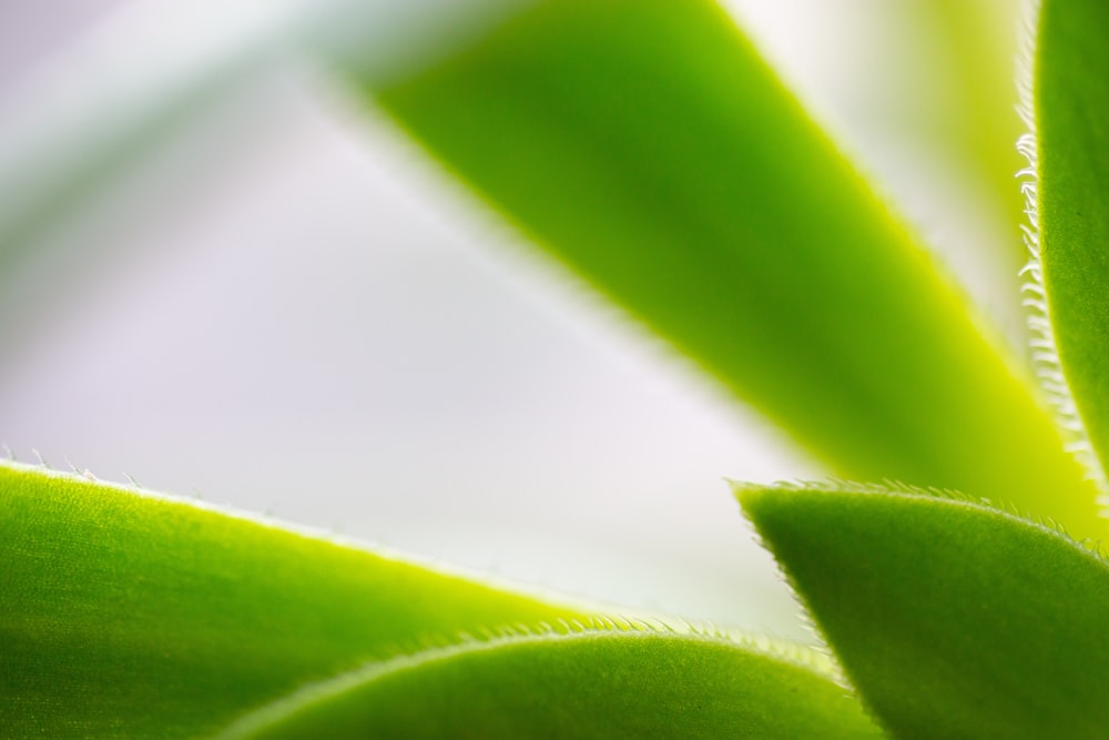 a close up of a green plant with a blurry background