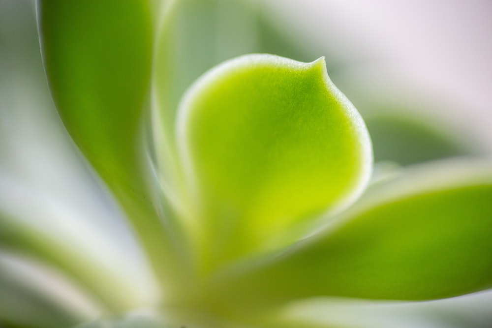 a close up view of a green flower