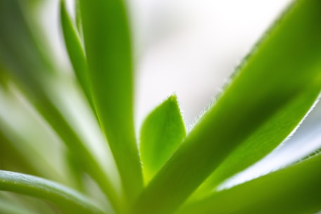 Close-up of natural adaptogen plants glowing with a soft light, symbolizing health and vitality.