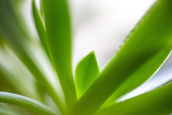 Close-up of fresh green leaves and natural supplements arranged on a clean white surface with soft blue and green lighting.