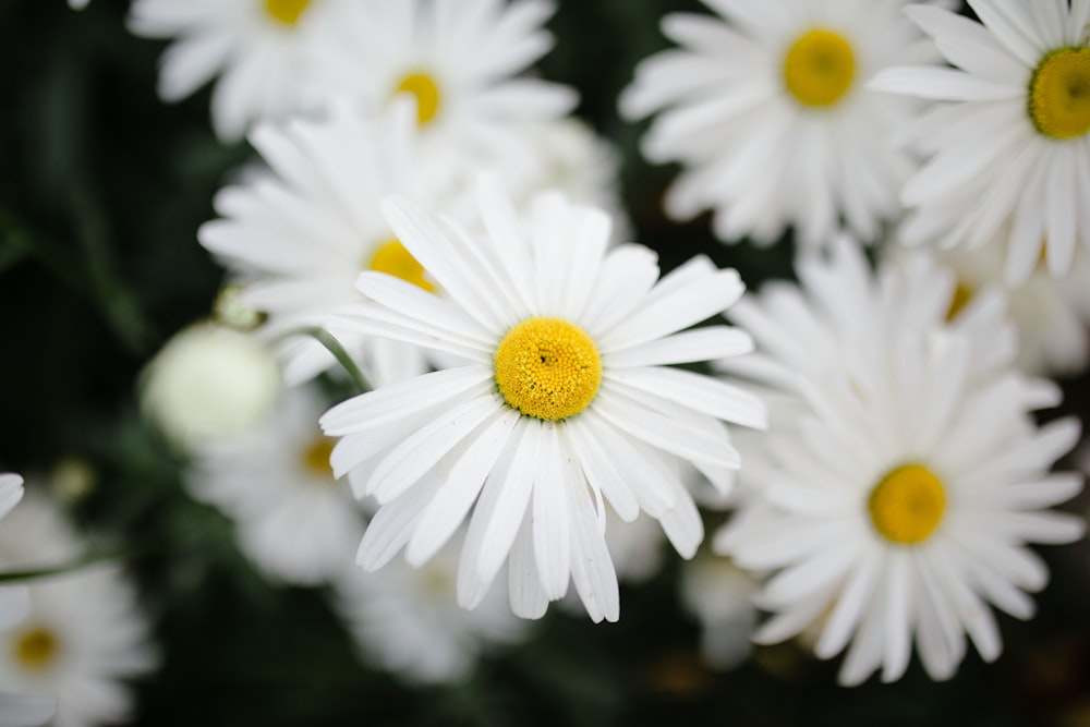 a bunch of white flowers with yellow centers