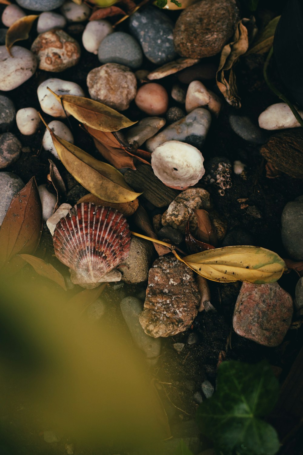 a close up of rocks and leaves on the ground