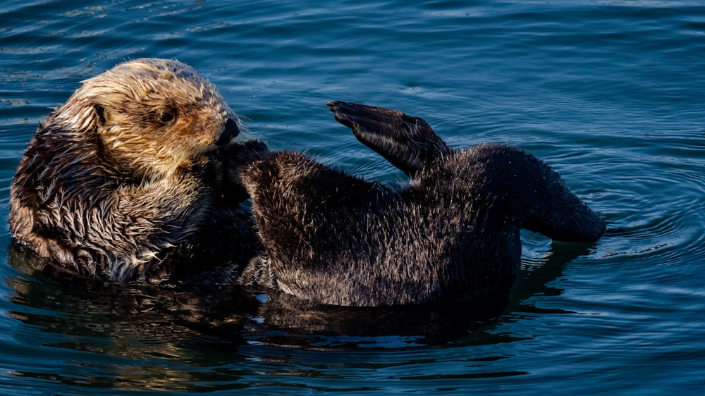 a couple of animals that are in the water