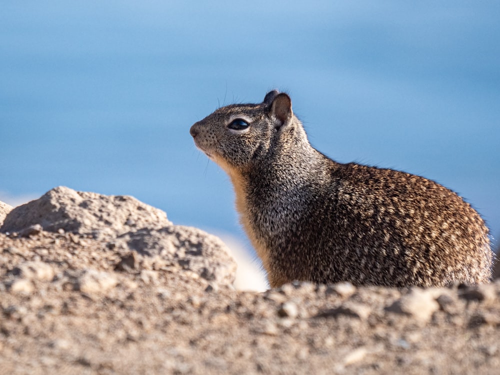 Un primo piano di un piccolo animale su una superficie rocciosa