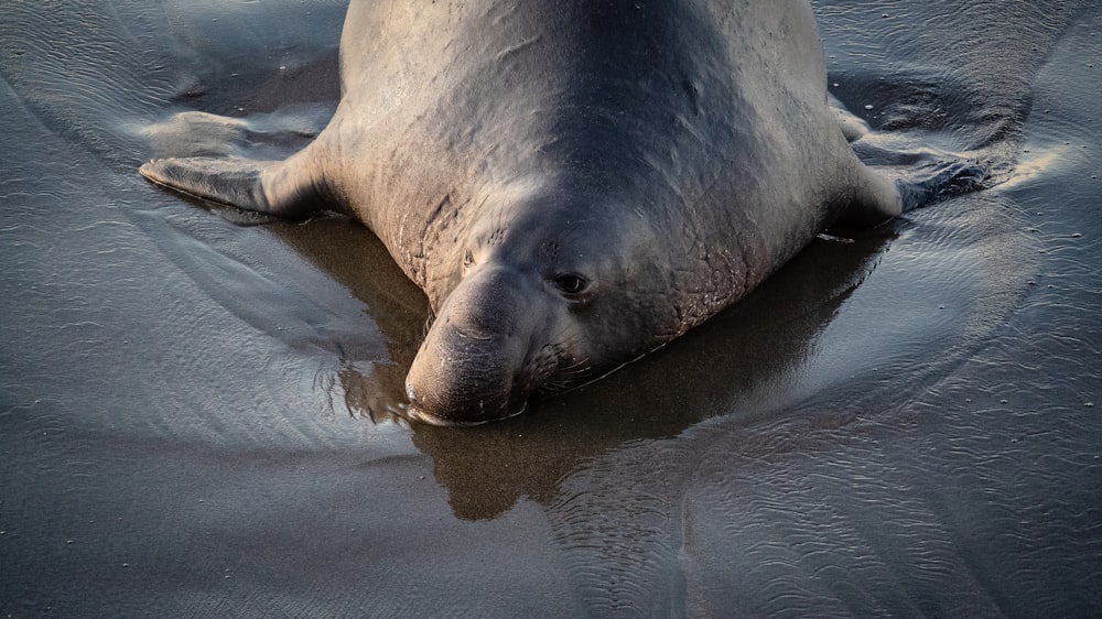uma foca deitada em cima de uma praia de areia