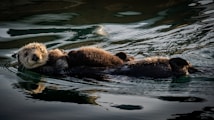 An adult sea otter is floating on its back in the calm, reflective waters, with a smaller otter resting on its belly. The surroundings have a serene and tranquil atmosphere, accentuated by the dark, rippling water and the gentle interplay of light and shadow.