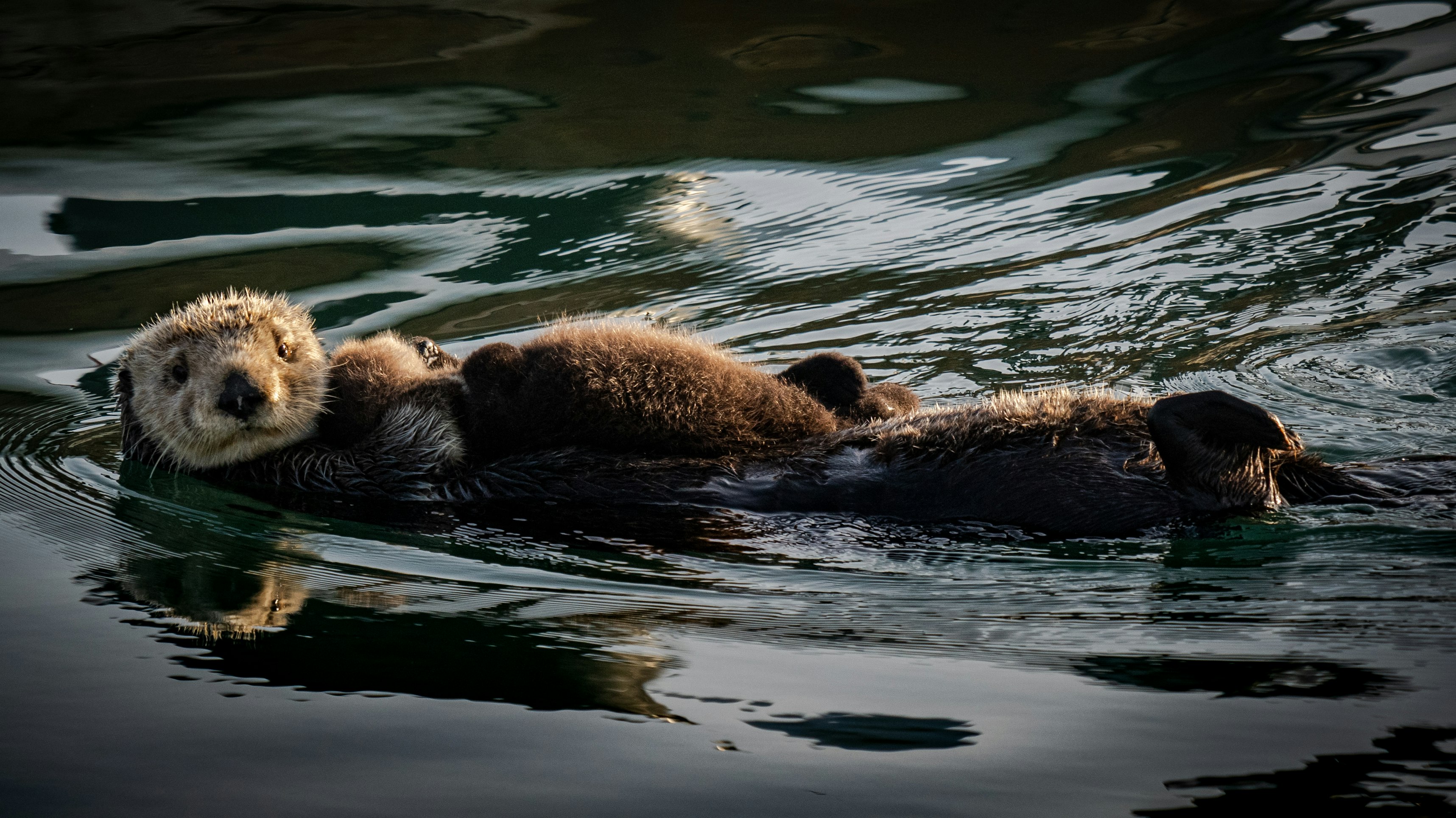 How Sea Otters Help Protect Underwater Meadows