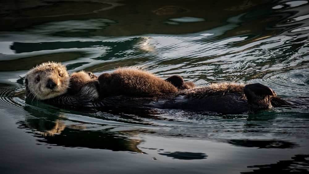 a couple of otters swimming in a body of water