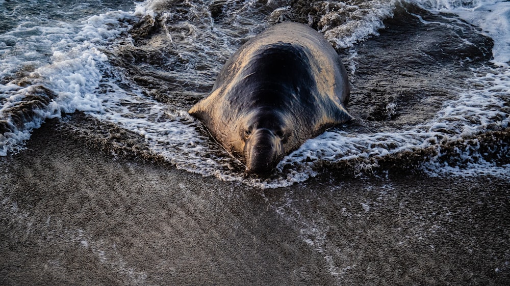 a large elephant laying on top of a sandy beach