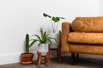 three potted plants sitting next to each other