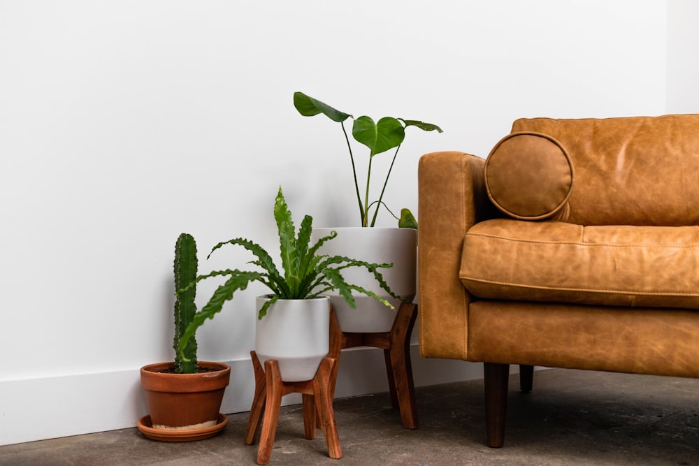 three potted plants sitting next to each other