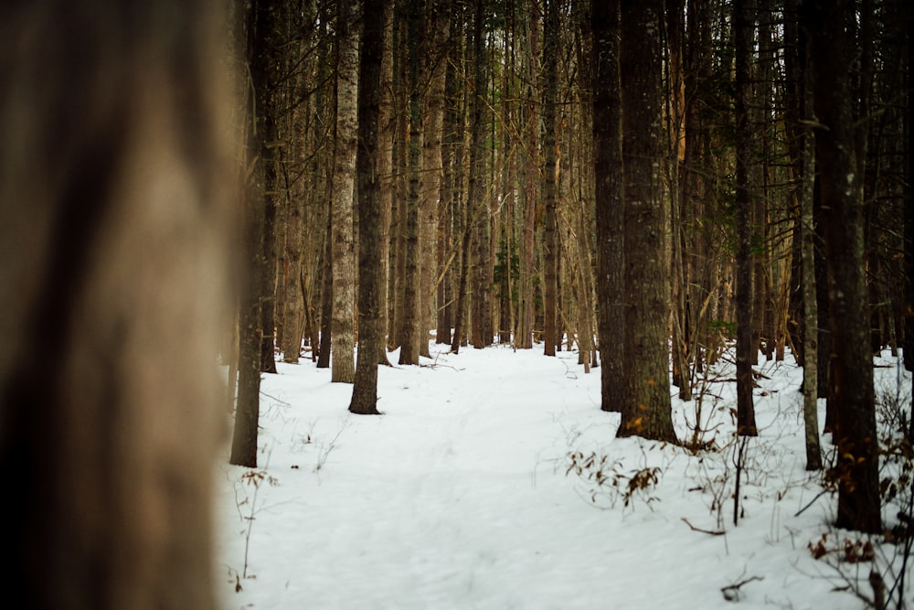um caminho nevado através de uma floresta com muitas árvores