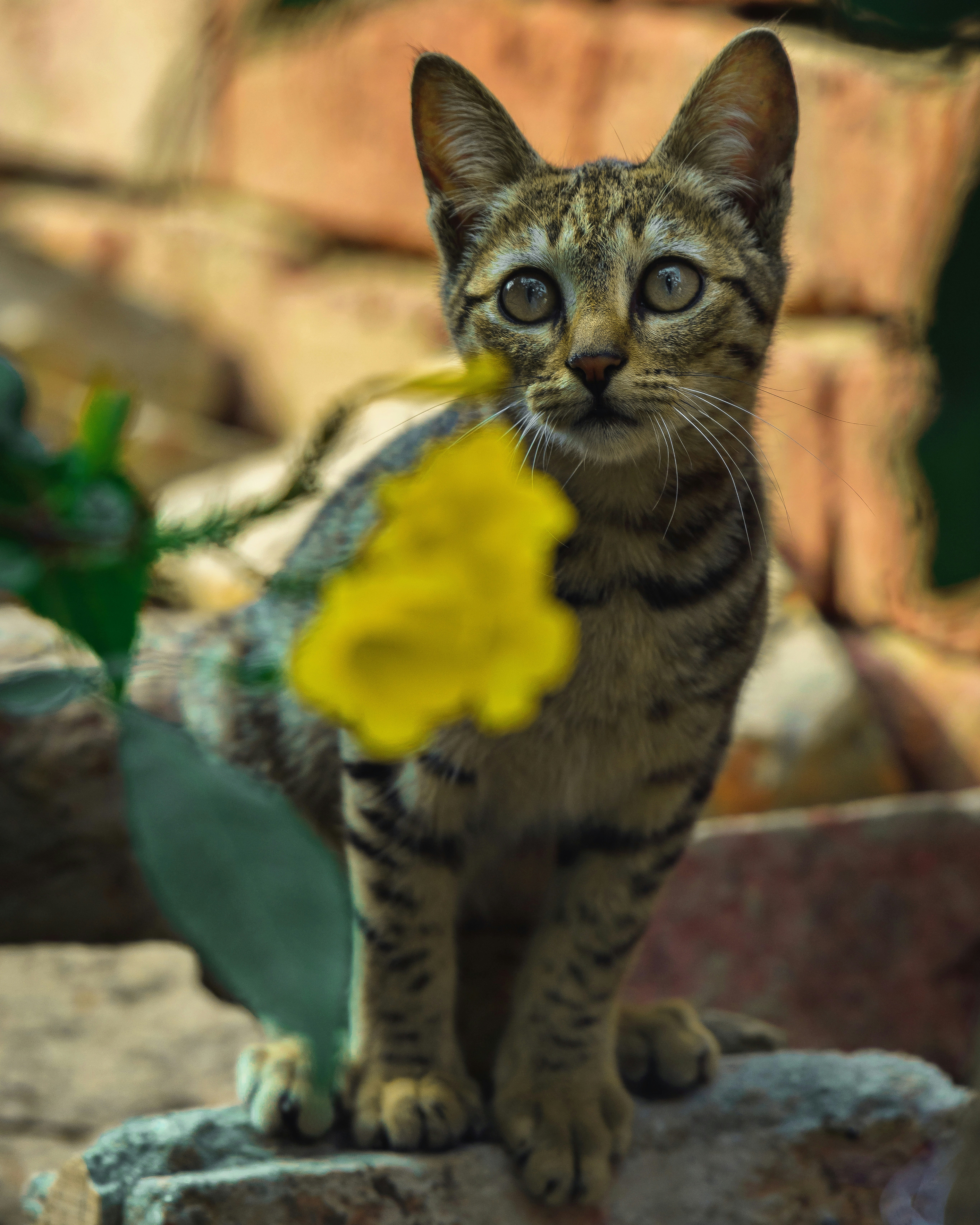 A cat sitting on top of a rock next to a yellow flower photo – Free Cat ...