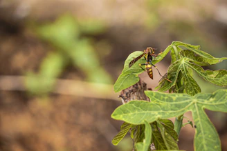 a bug sitting on top of a green leaf