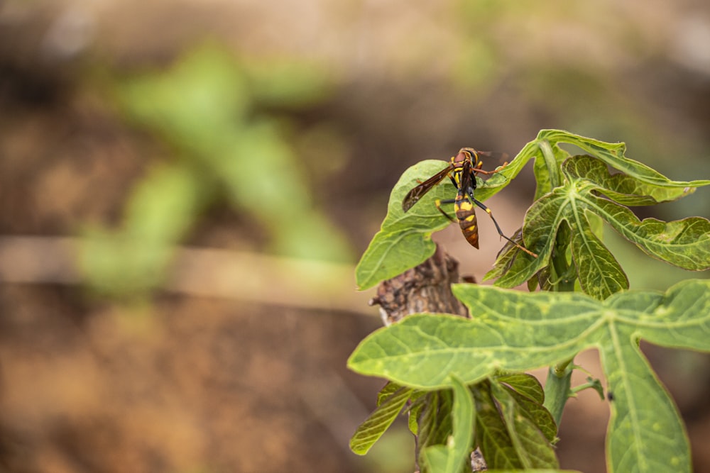 a bug sitting on top of a green leaf