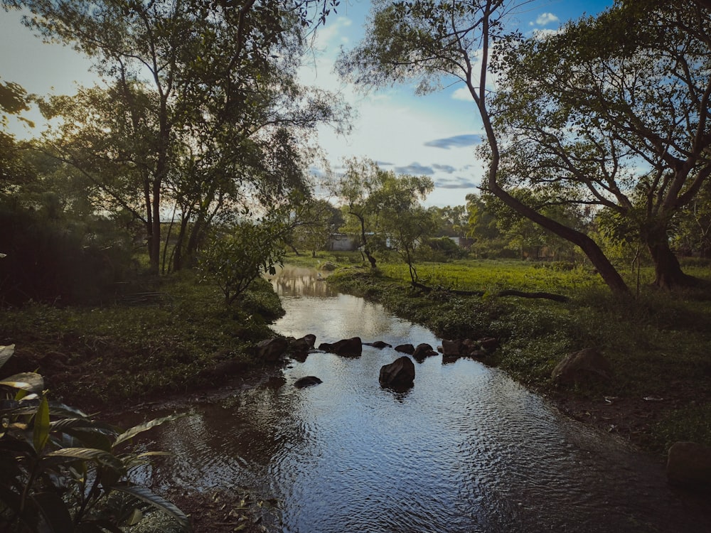 a river running through a lush green forest