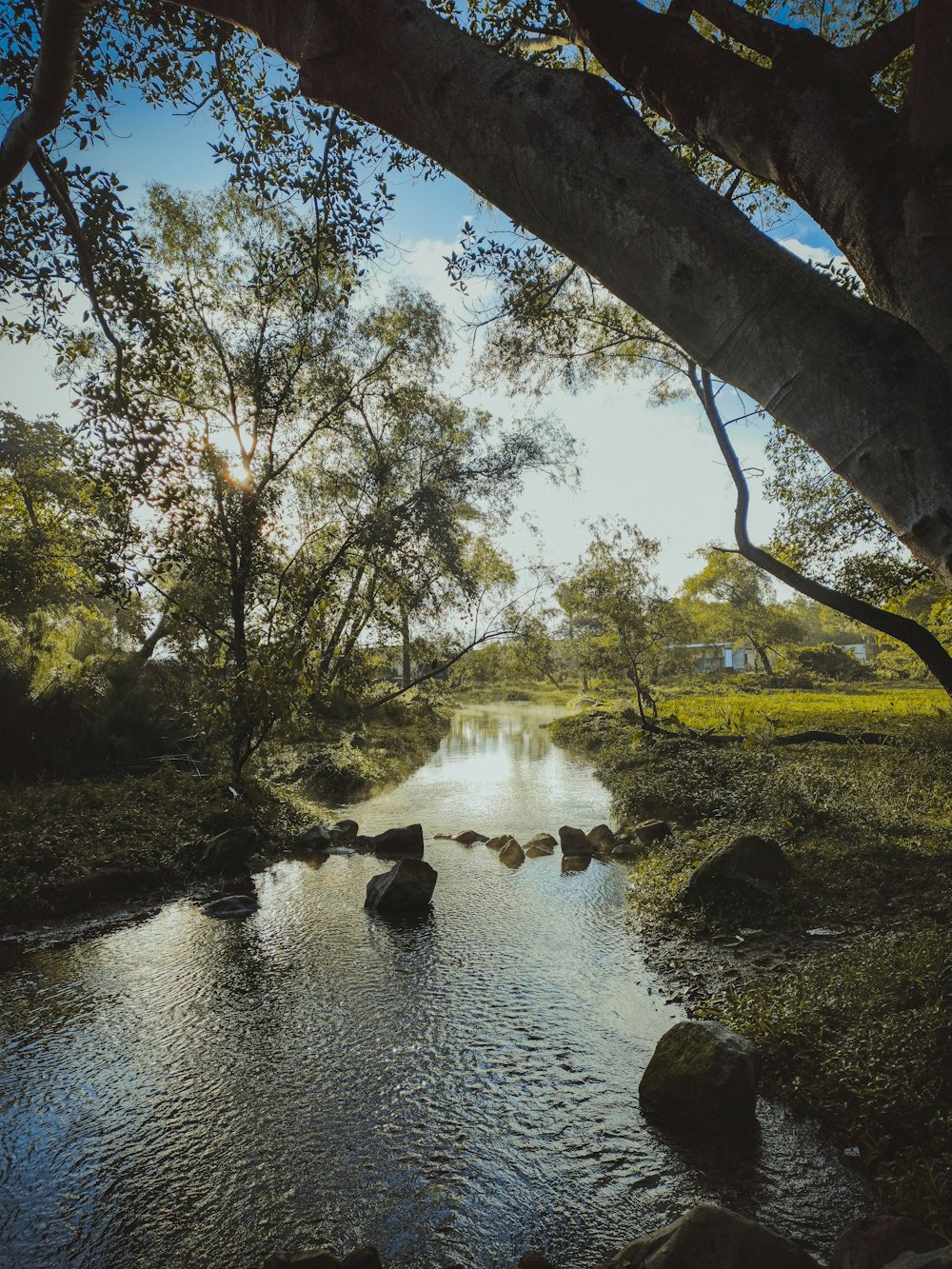 a river running through a lush green forest