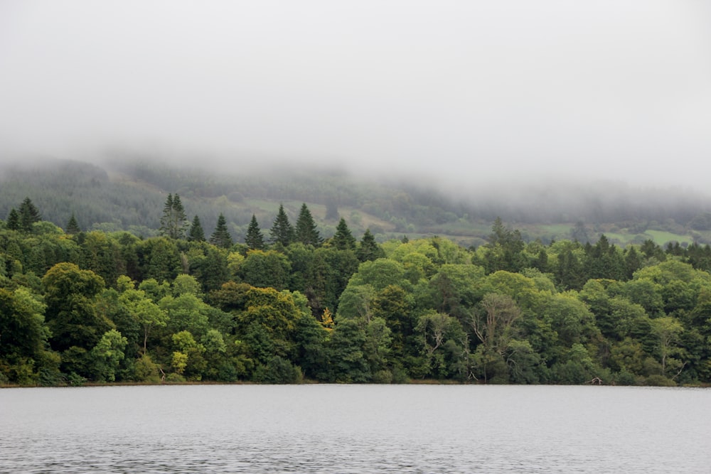 a large body of water surrounded by trees