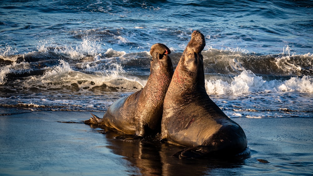 sea lion on water during daytime