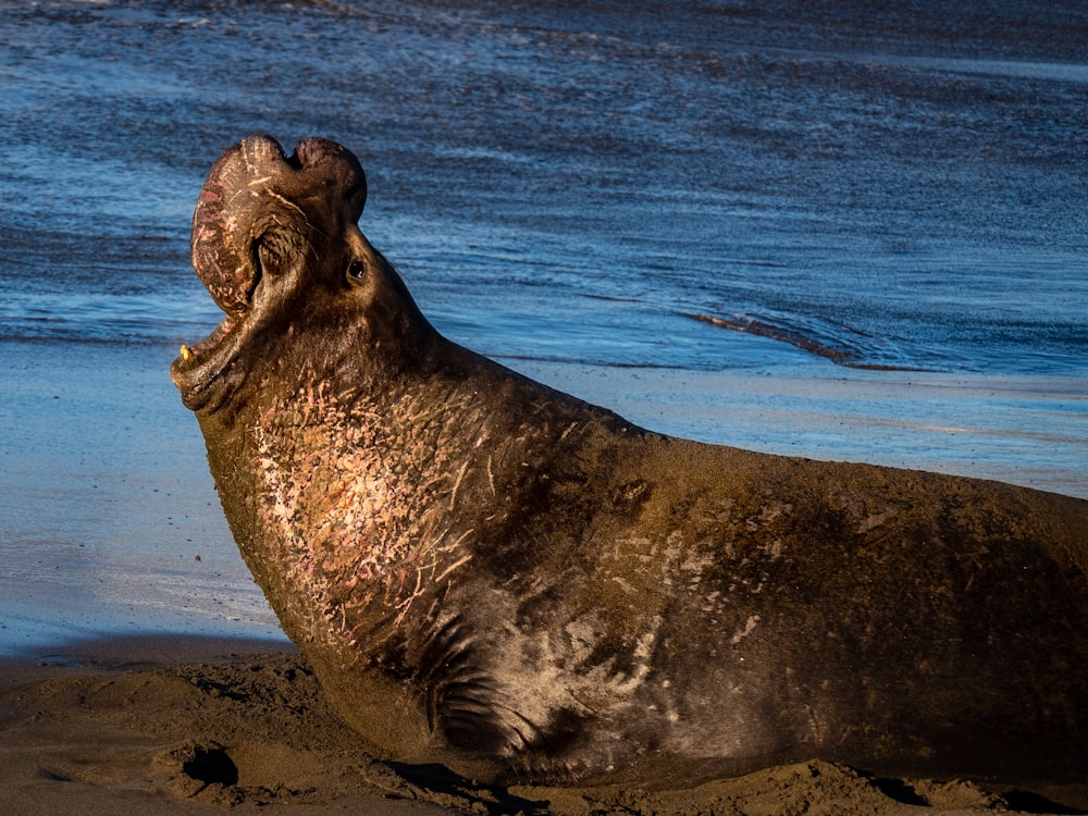 Seelöwe tagsüber am Strandufer