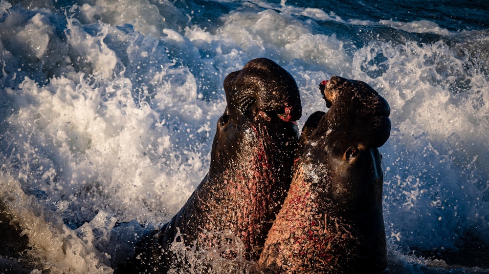 2 black seal on water