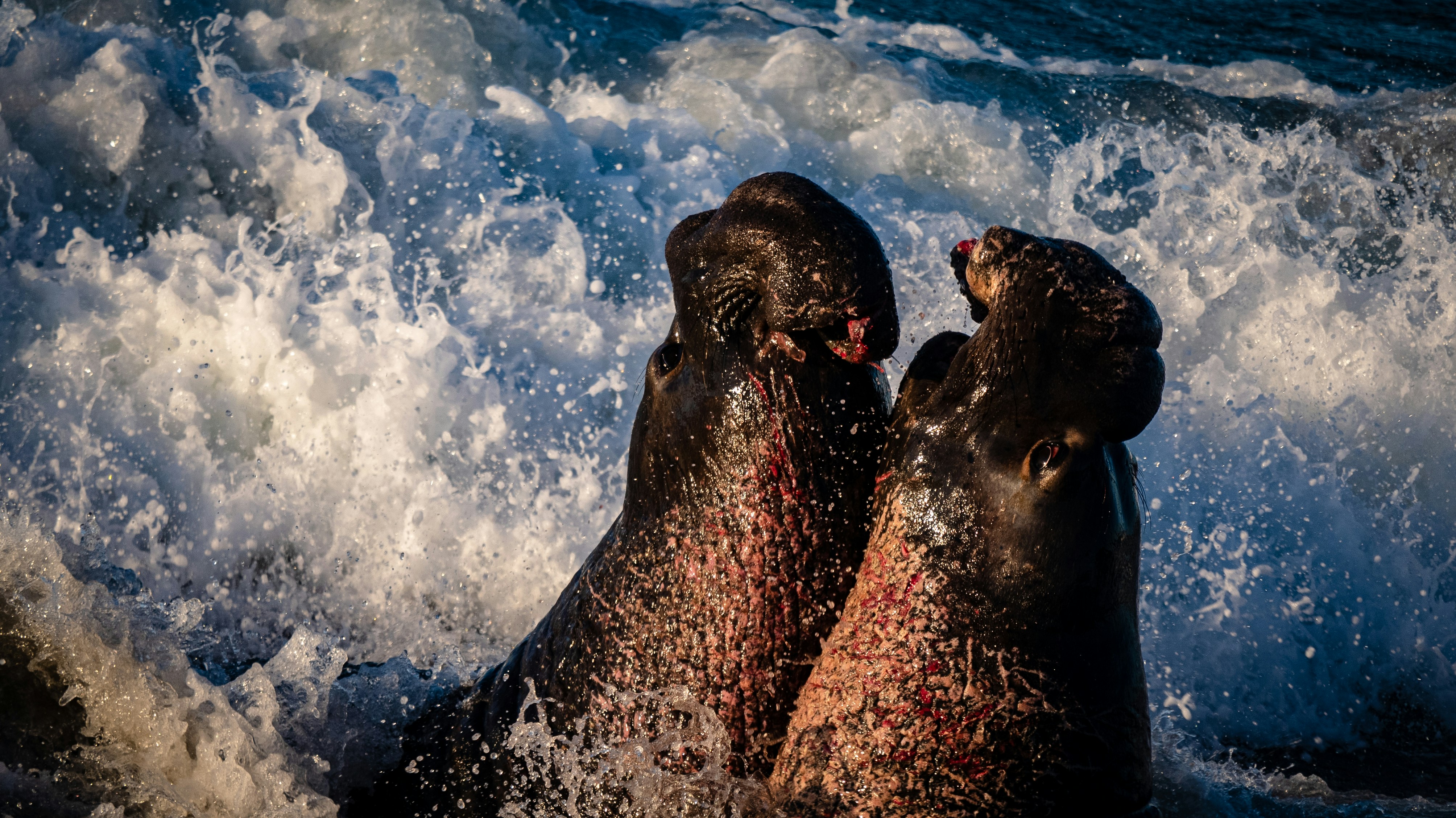Elephant seals. Brutal battle.