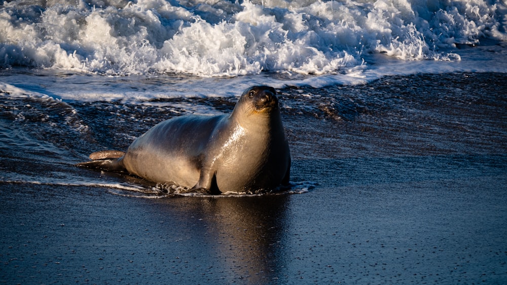 sea lion on water during daytime