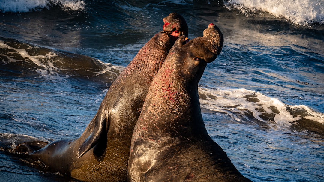 Elephant seals. Brutal battle.