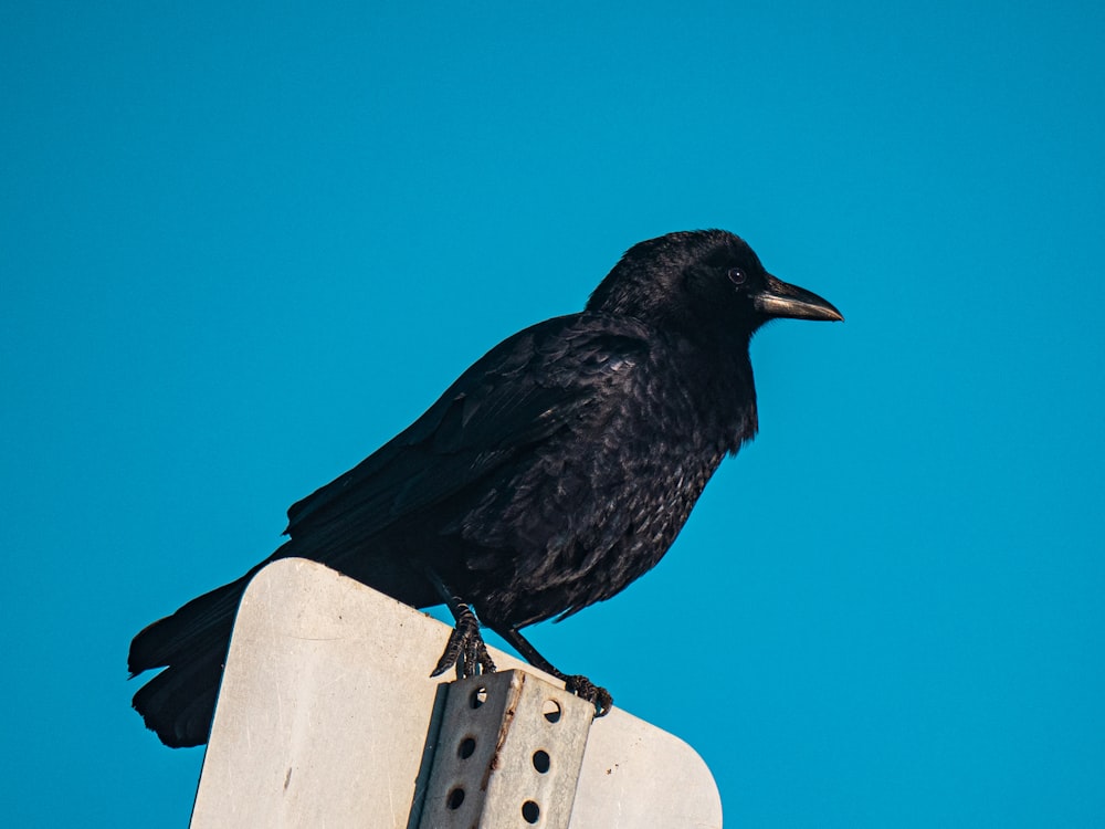 oiseau noir sur la clôture en bois blanc pendant la journée