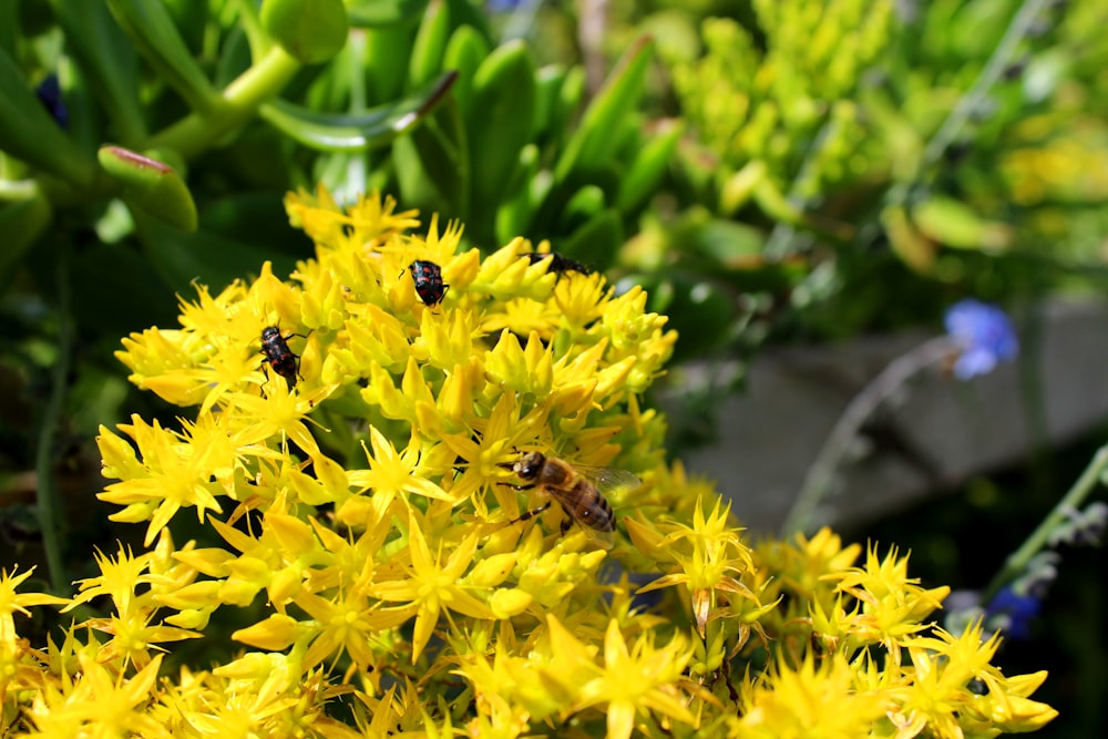 a group of bees sitting on top of a yellow flower