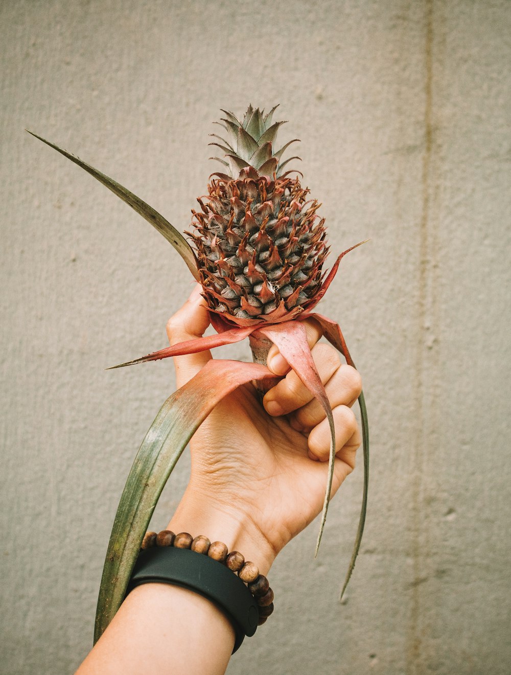 person holding pineapple fruit during daytime