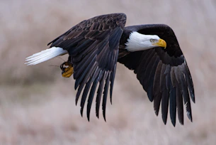 a bald eagle with a bee in its talon