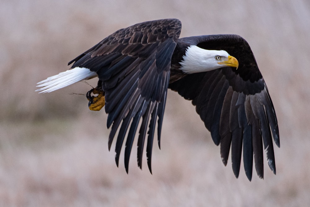 a bald eagle with a bee in its talon
