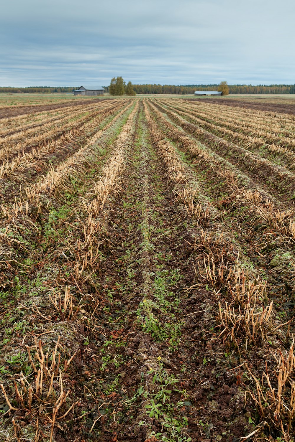 brown grass field during daytime