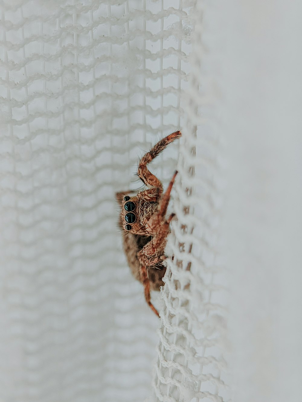 brown spider on white textile