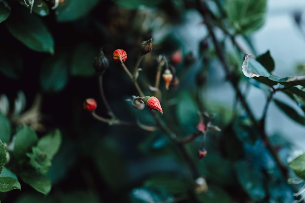 a close up of a plant with red flowers