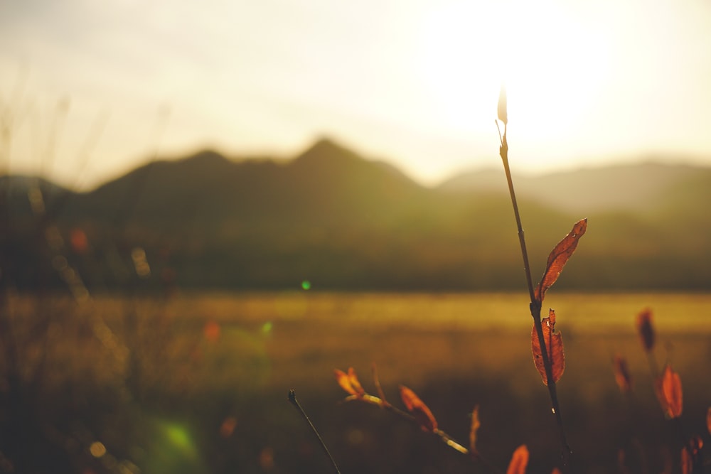 the sun is shining over a field of grass