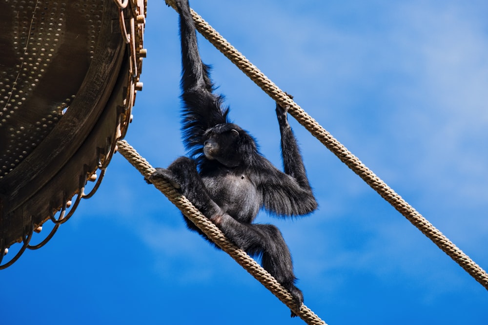 black monkey on brown wooden boat under blue sky during daytime