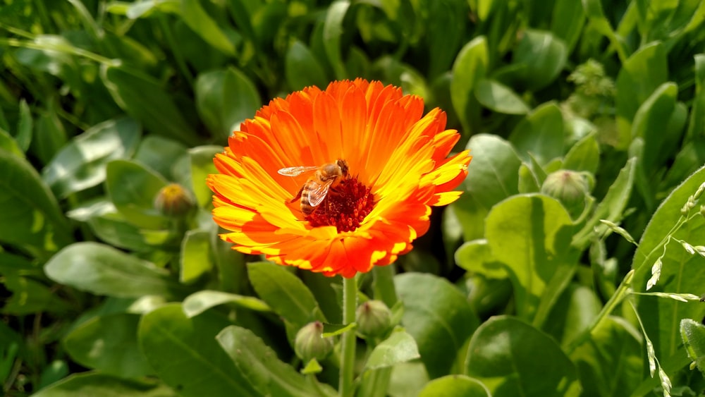 a bee is sitting on a flower in the grass