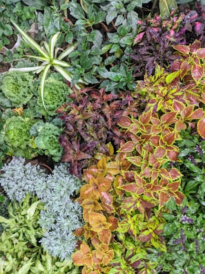 An assortment of various leafy plants with different shapes, sizes, and colors. The foliage ranges from dark green to various shades of red, purple, yellow, and light green. Some plants have broad, serrated leaves while others have small, smooth ones. There are also plants with variegated leaves featuring multiple colors within a single leaf.