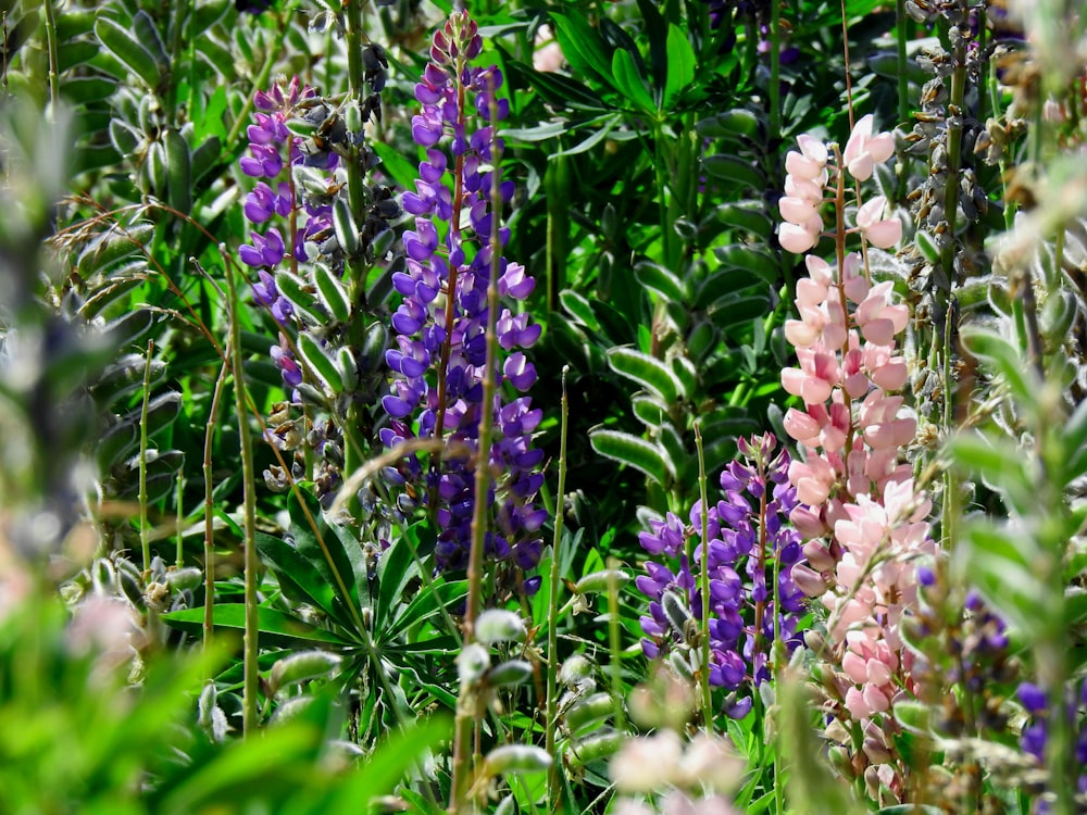 a field full of purple and white flowers