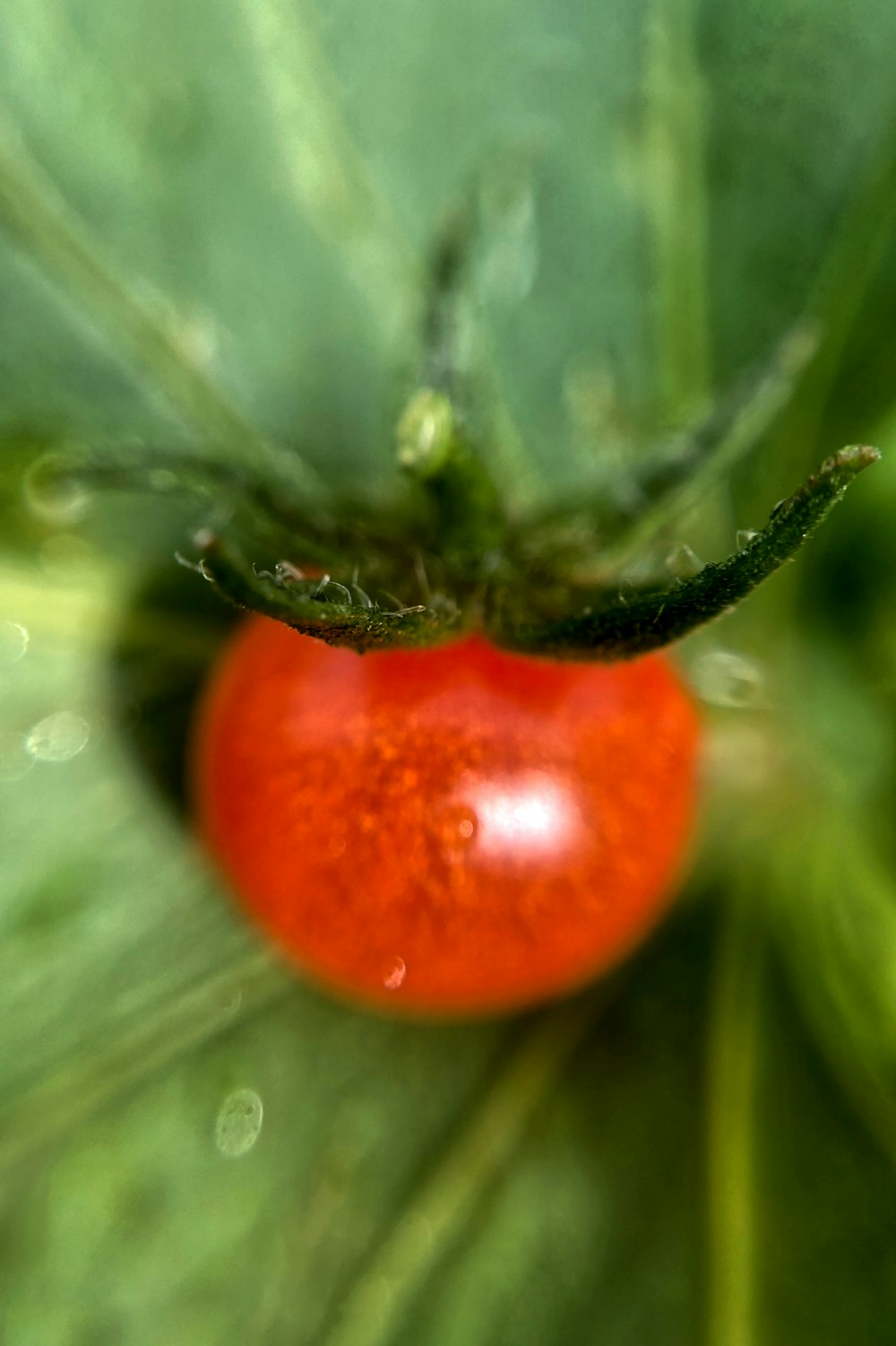 Eine Nahaufnahme einer Tomate auf einem Blatt