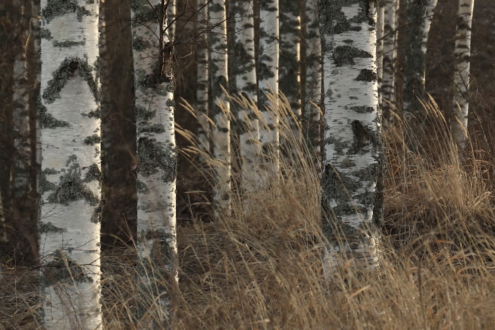 brown and gray trees on brown grass field