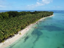 an aerial view of a tropical beach with palm trees