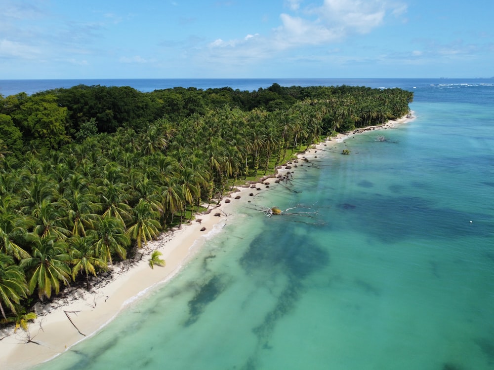 an aerial view of a tropical beach with palm trees