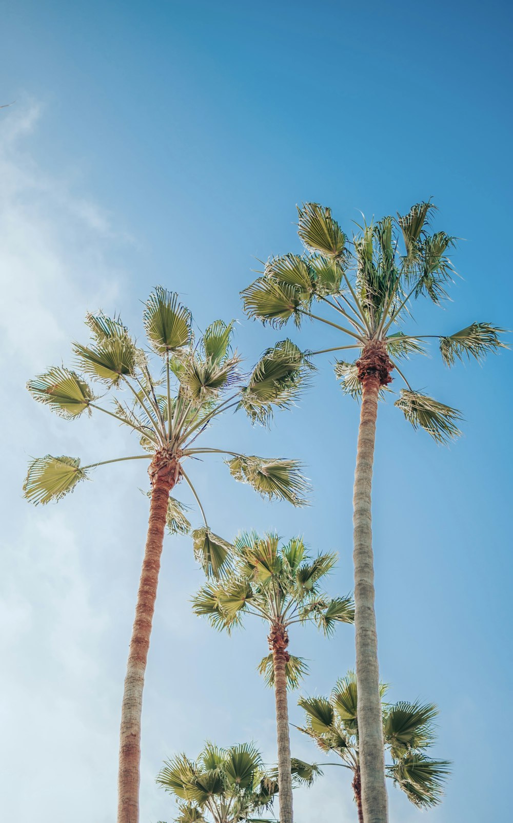 a group of palm trees blowing in the wind